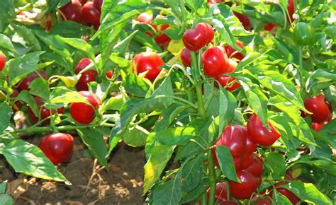 Shop Hot Pepper Red Cherry Hot And Other Seeds At Harvesting History
