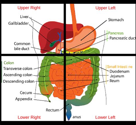 Abdominal Anatomy Quadrants