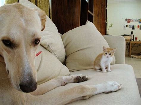 10 Best Dog Photobombs Of All Time