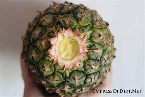 How To Grow A Pineapple From The Grocery Store Empress Of Dirt