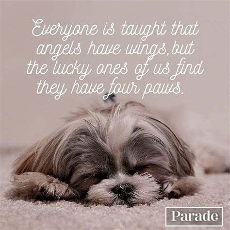 What To Write In A Pet Sympathy Card — Pet Loss Quotes Parade Pets
