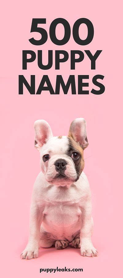 500 Cute Puppy Names Puppy Names Cute Puppy Names Cute Puppies