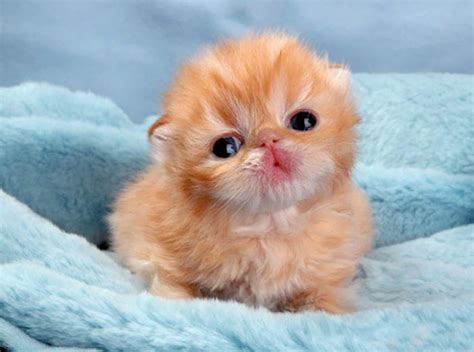 Trending 20 Of The Cutest Kittens Ever The Viral Sharer