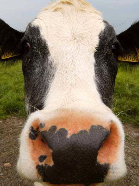 Close Up Cow Cow Photos Cow Cute Animals