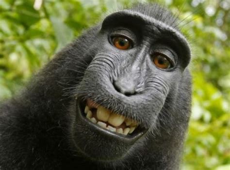 Peta Pide Que Mono Que Se Tom Selfies Sea Due O De Las Im Genes El