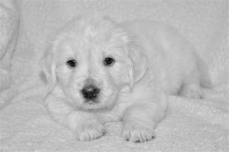 Golden retrievers are one of the most honest dog breeds you'll ever encounter. White golden retriever puppies near me