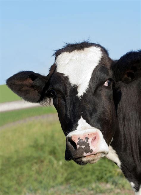 Holstein Dairy Cow Face