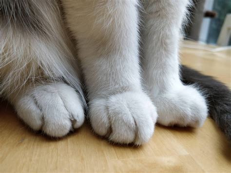 Cat Toes Is Best Toes Raww