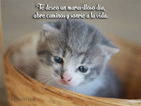 Imágenes De Gatos Con Frases De Amor Chistosas Tiernas Y Más