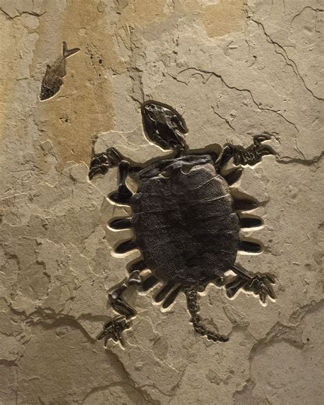 A Rare Fossil Turtle A 29tall Axestemys Byssinus Soft Shell Turtle