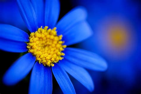 Desktop Blue Flower Wallpapers Wallpaper Cave