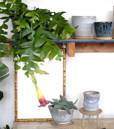 The Coolest Plants For Your Apartment From Nycs Best Garden Shops