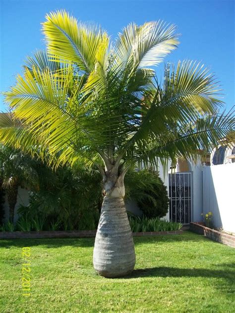 Majestic Palm Bottle Palm Tree Florida Palm Trees Palm Trees Garden