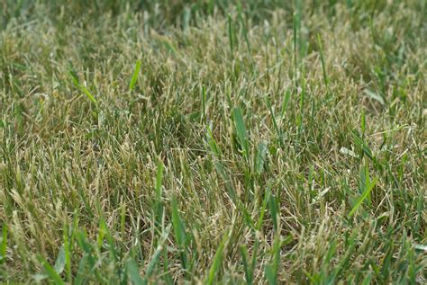 How To Rid Your Lawn Of Crabgrass