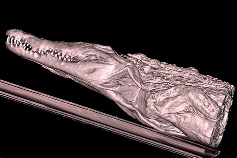 Pictures Ancient Egypt Crocodile Mummies Revealed