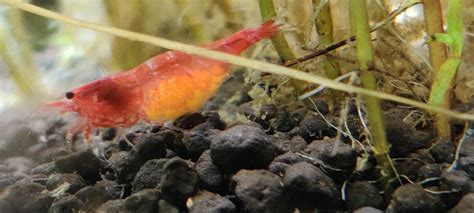 My Proud And Pregnant Red Cherry Shrimp 😃 Rplantedtank