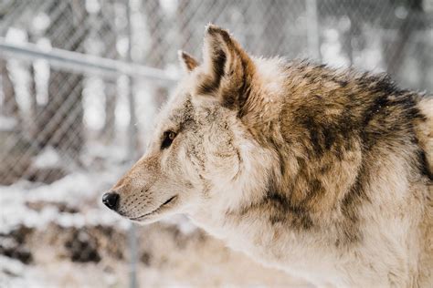 Colorado Wolf Sanctuary Closing Down