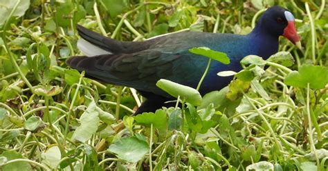 Bird And Travel Photos Birding Sites Bird Information Purple Gallinule