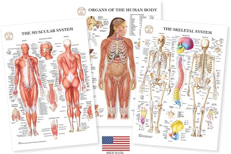 Human Body Anatomy Laminated 3 Poster Set Includes Skeletal System