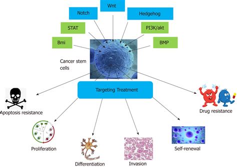 Targeting Cancer Stem Cells In Drug Discovery Current State And Future