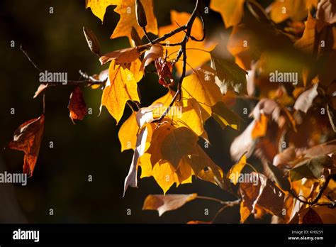 Autumn Golden Leaves On Dark Background Stock Photo Alamy