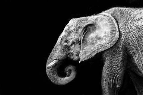 Hd Wallpaper Elephant In Close Up Photography Elephant Elephant