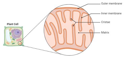 Check spelling or type a new query. Which of the following is not common in chloroplast class ...