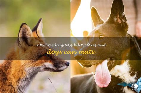 Interbreeding Possibility Foxes And Dogs Can Mate Petshun