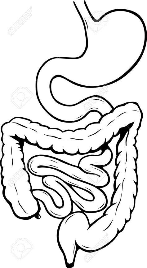 Collection Of Digestive Clipart Free Download Best