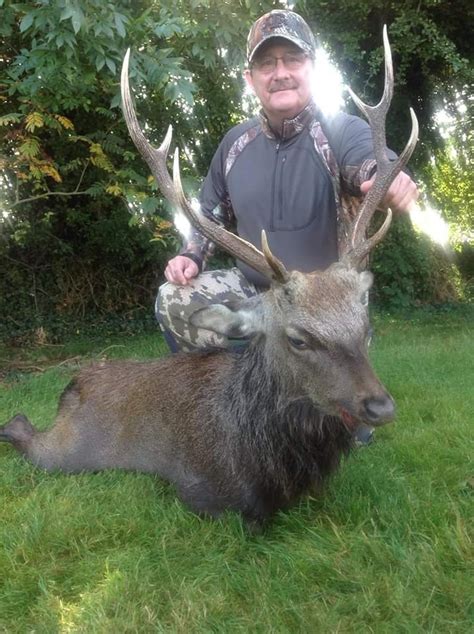 Sika Stag Ireland