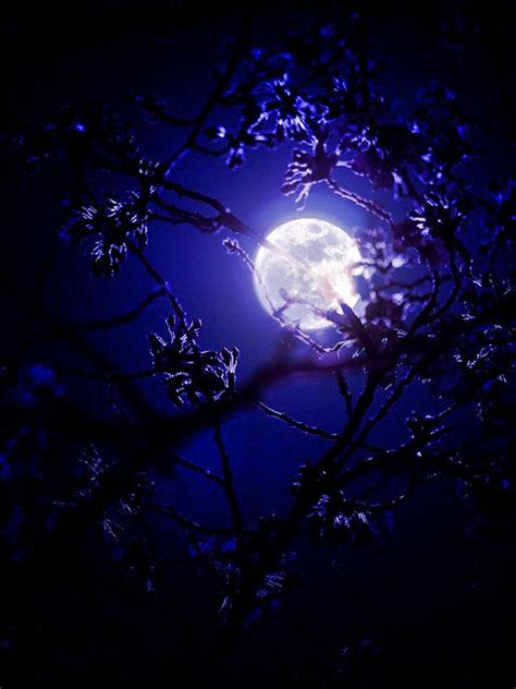 Photones Works 015 Good Night Moon Beautiful Moon Moonlight