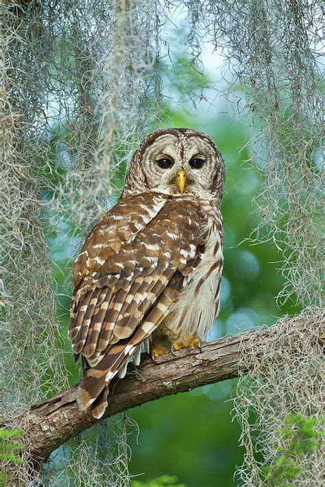 Barred Owl Strix Varia Photograph By Larry Ditto Fine Art America