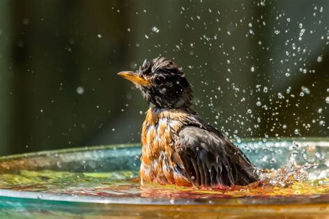 Splish Splash Why Do Birds Take A Bath