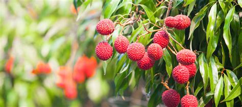 13 Best Fruit Trees To Grow In South Florida Fruits Gardener