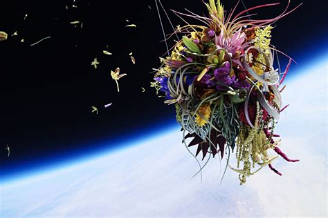 Wallpaper Plants Flowers Bouquets Universe Space Orbital View