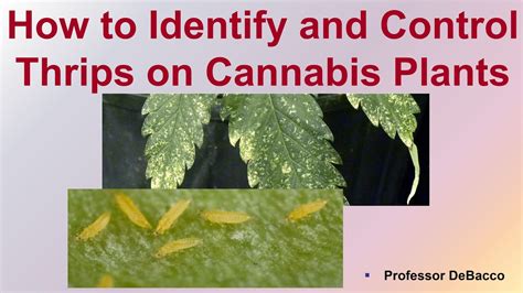 How To Identify And Control Thrips On Cannabis Plants YouTube