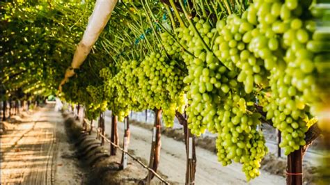 Cosechando La Mejor Uva De Marketa En California 🍇 Seedless Grape