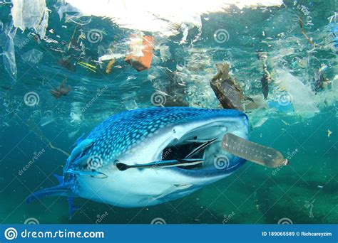 Plastic Pollutes The Sea With Whale Shark Stock Image Image Of