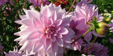 Maybe you would like to learn more about one of these? 26+ Bunga Dahlia Nama Latin - Gambar Bunga HD