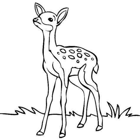 Coloring Pages Of Baby Deer Coloring Pages