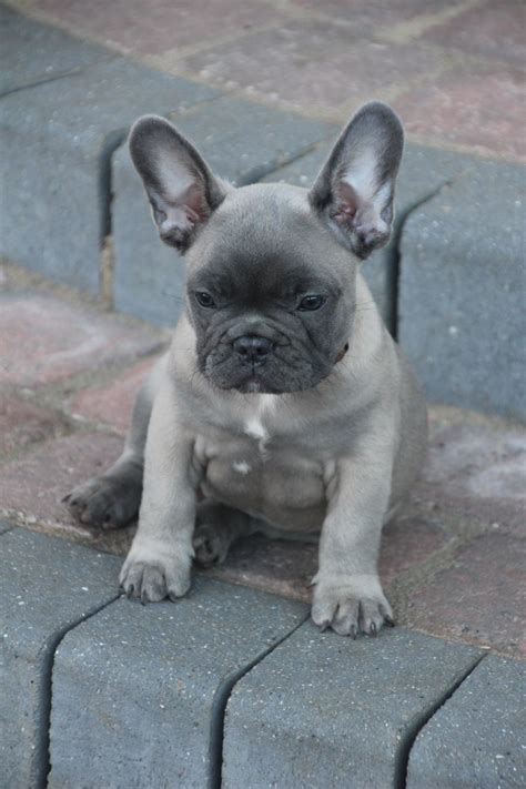 2 red blue fawn french bulldog puppies, both female both outgoing beautiful natures blue eyes tight feet good open nostrils champagne colour when mature pad trained eating ava puppy. Blue Fawn Lilac French bulldog Ready NOW | Portsmouth ...
