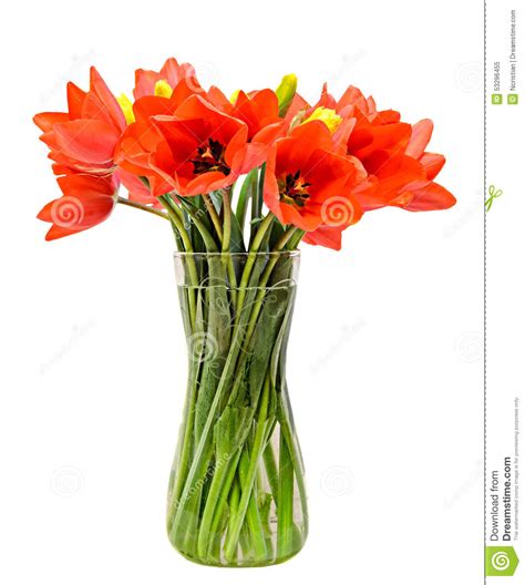 Wenn es mal etwas mehr sein soll als nur ein blumenstrauß oder. Rote Tulpen Blüht, Blumengesteck (Blumenstrauß), In Einem Transparenten Vase, Weißer Hintergrund ...