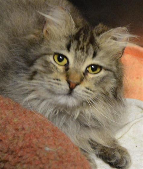 Maine coon · coon rapids, mn. Adopt Mouse (in foster) on | Long haired cats, Humane ...