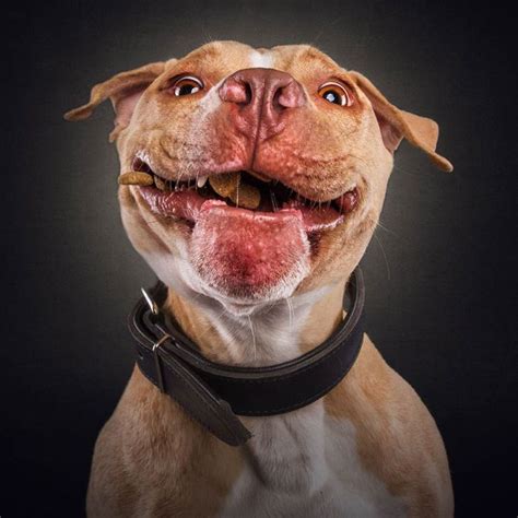 Dogs Make Hilarious Faces While Trying To Catch Treats 30