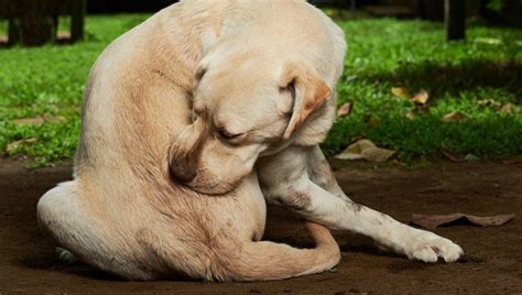 Canine Seasonal Allergies Vets Help