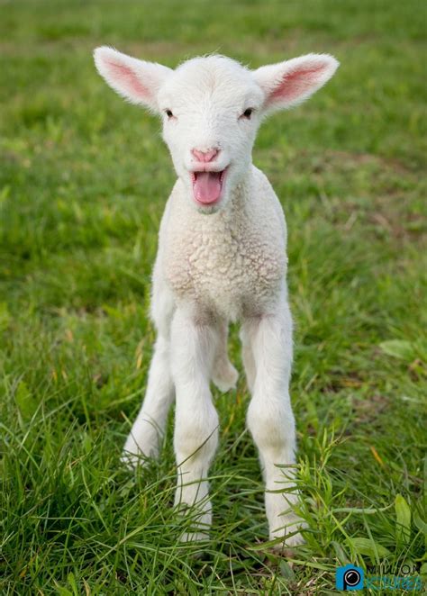 Pin By Royogirl On Sheep Love ️ ️ ️ Farm Animals Pictures Baby Farm