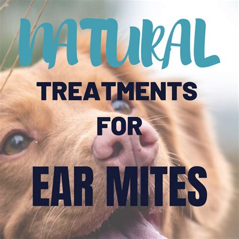 How To Get Rid Of Your Dogs Ear Mites Naturally Pethelpful