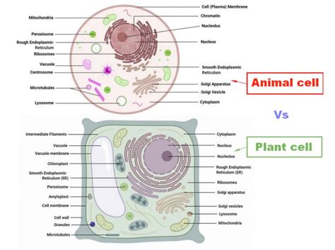 Difference between Plant cell and Animal cell - Laboratoryinfo.com