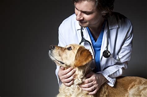 You should be especially suspicious if it's an area that your dog has never paid much attention to in the past. My Dog Has Cancer: What Do I Need to Know?