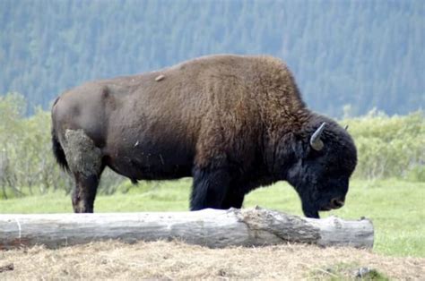 The American Bison Or Buffalo Facts And True Story Hubpages